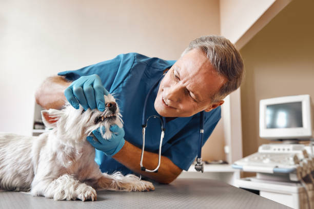 Best Emergency Root Canal Treatment in Osseo, WI